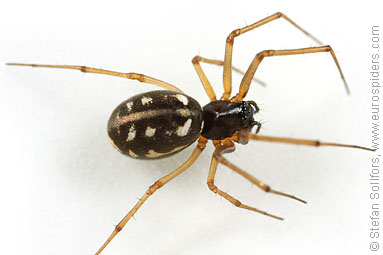 Small hanky-weaver Microlinyphia pusilla