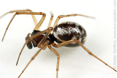 Small hanky-weaver Microlinyphia pusilla