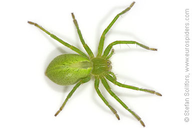 Green Huntsman spider Micrommata virescens