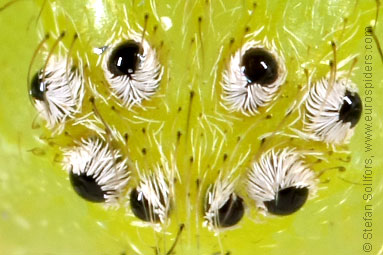 Green Huntsman spider Micrommata virescens