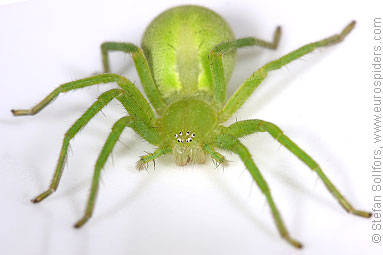 Green Huntsman spider Micrommata virescens