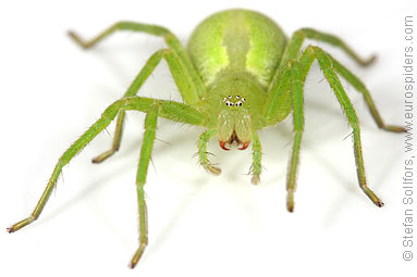 Green Huntsman spider Micrommata virescens