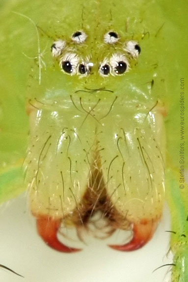 Green Huntsman spider Micrommata virescens