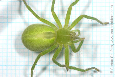 Green Huntsman spider Micrommata virescens