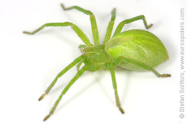 Green Huntsman spider Micrommata virescens