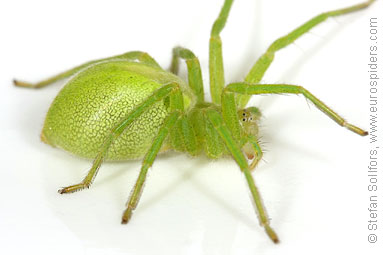 Green Huntsman spider Micrommata virescens