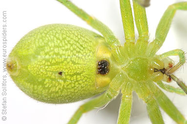 Green Huntsman spider Micrommata virescens