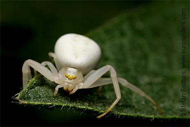 Goldenrod Crab spider Misumena vatia