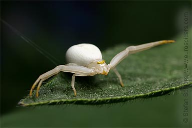 Goldenrod Crab spider Misumena vatia