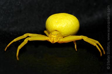 Goldenrod Crab spider Misumena vatia