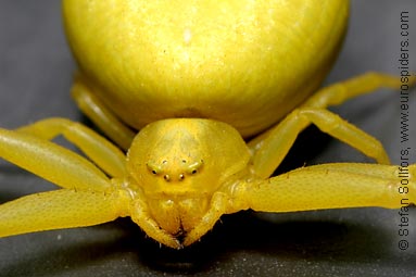 Goldenrod Crab spider Misumena vatia