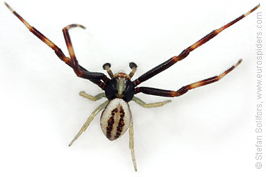 Goldenrod Crab spider Misumena vatia