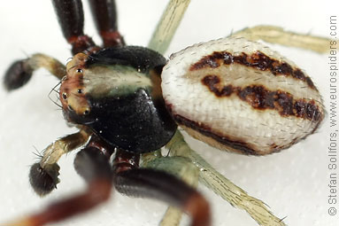 Goldenrod Crab spider Misumena vatia