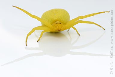 Goldenrod Crab spider Misumena vatia