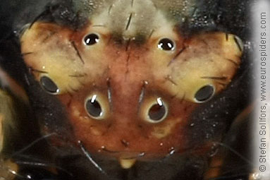 misumena_vatia_eyes_7683.jpg