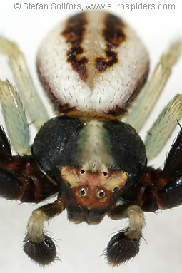 Goldenrod Crab spider Misumena vatia