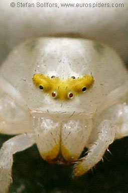 Goldenrod Crab spider Misumena vatia