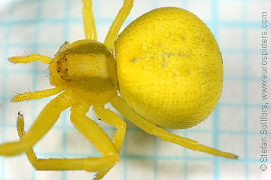 Goldenrod Crab spider Misumena vatia
