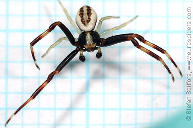 Goldenrod Crab spider Misumena vatia