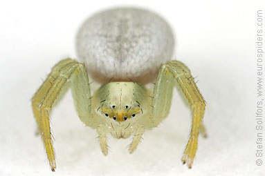 Goldenrod Crab spider Misumena vatia