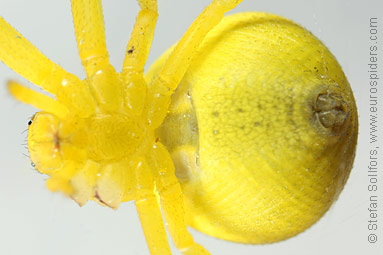 Goldenrod Crab spider Misumena vatia