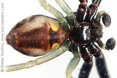 Goldenrod Crab spider Misumena vatia