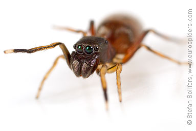 Ant-jumper Myrmarachne formicaria