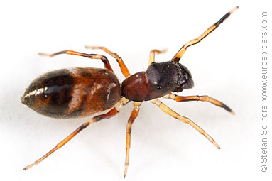 Ant-jumper Myrmarachne formicaria