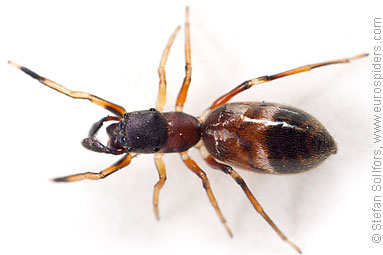 Ant-jumper Myrmarachne formicaria