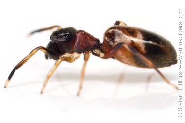 Ant-jumper Myrmarachne formicaria