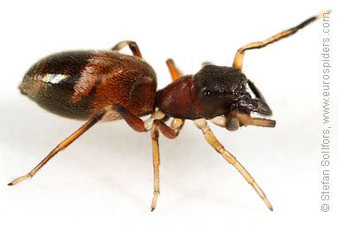 Ant-jumper Myrmarachne formicaria