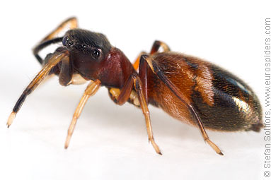 Ant-jumper Myrmarachne formicaria