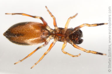 Ant-jumper Myrmarachne formicaria