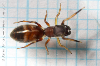 Ant-jumper Myrmarachne formicaria