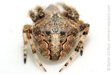 - Neoscona subfusca