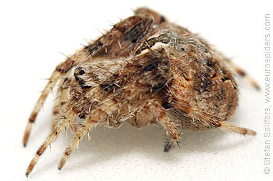 - Neoscona subfusca