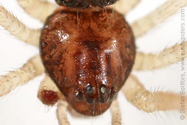 - Neottiura bimaculata