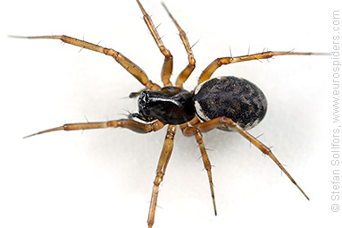 Herb hammock spider Neriene clathrata