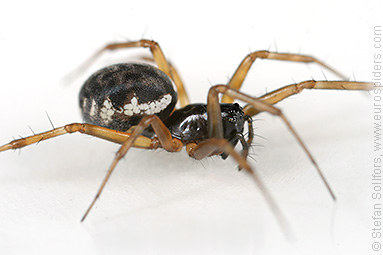 Herb hammock spider Neriene clathrata