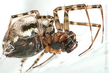 Spring hammock-spider Neriene montana