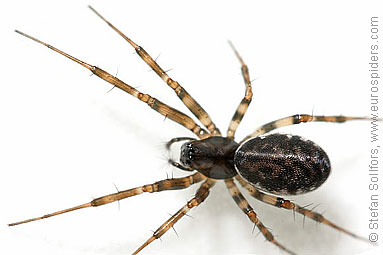 - Azorean spiders