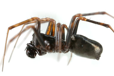 Herb hammock spider Neriene clathrata