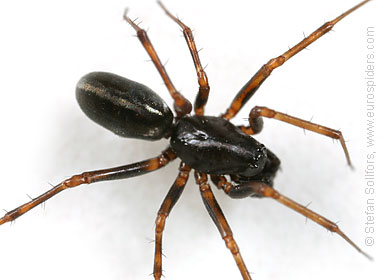 Herb hammock spider Neriene clathrata