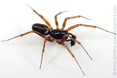 Herb hammock spider Neriene clathrata