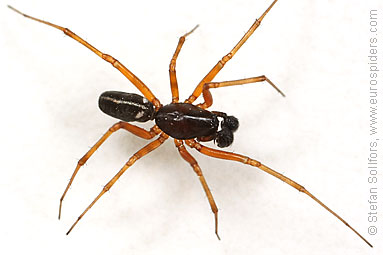 Herb hammock spider Neriene clathrata