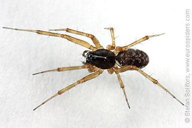 Herb hammock spider Neriene clathrata