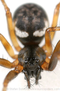 Herb hammock spider Neriene clathrata