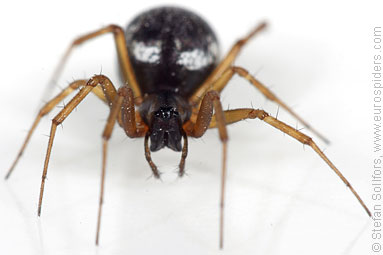 Herb hammock spider Neriene clathrata