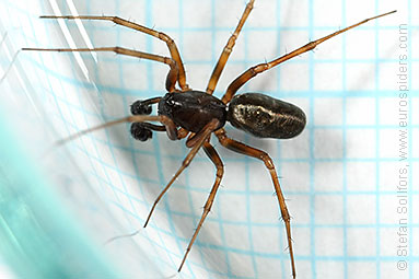 Herb hammock spider Neriene clathrata