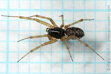 Herb hammock spider Neriene clathrata